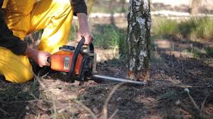 Best Arborist Consultation Services  in Continental, OH