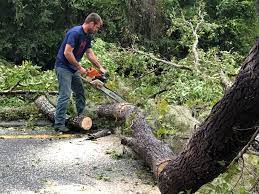 Best Leaf Removal  in Continental, OH