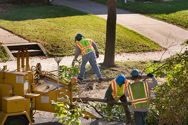 Leaf Removal in Continental, OH