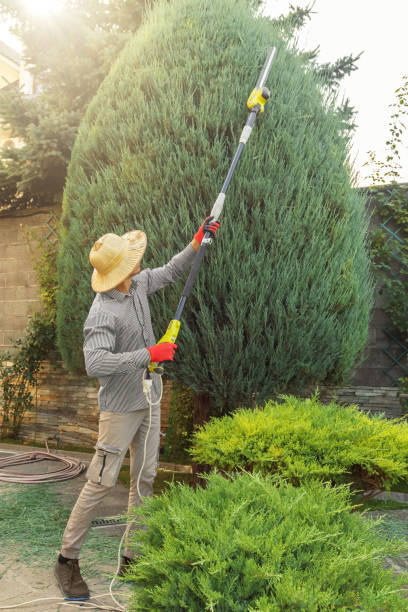 Best Hedge Trimming  in Continental, OH