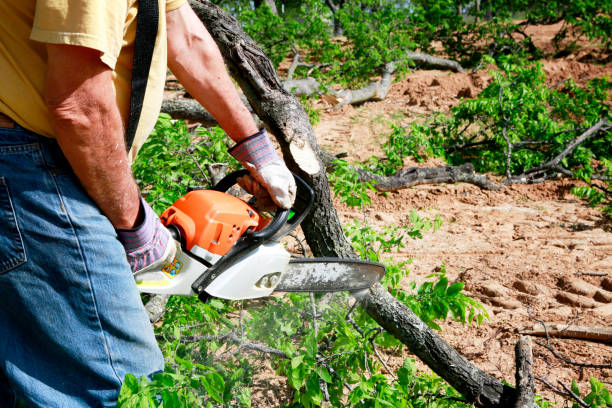 Best Stump Grinding and Removal  in Continental, OH